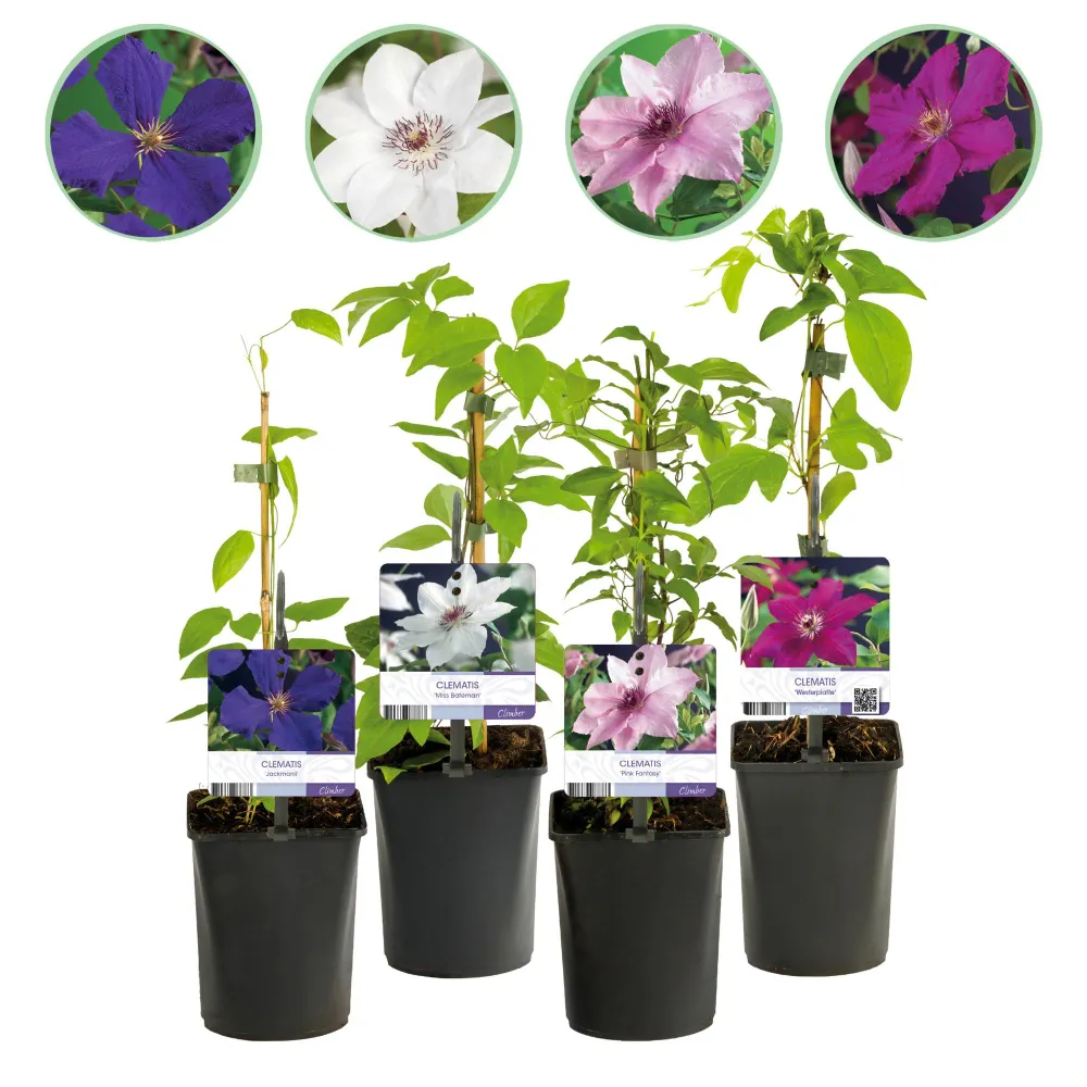 🌸 Clematis Mix ‘Rainbow’ (4 Stuks) Everspring