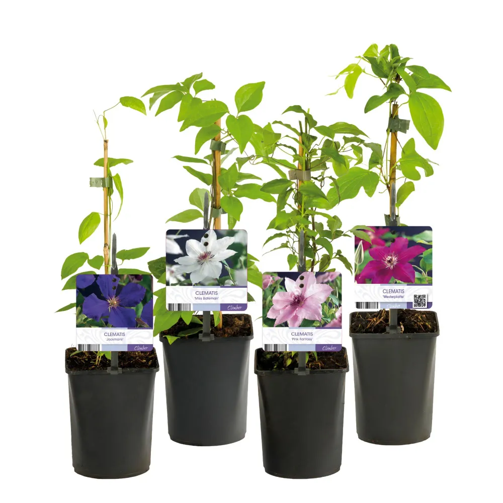 🌸 Clematis Mix ‘Rainbow’ (4 Stuks) Everspring