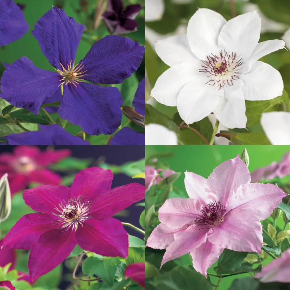 🌸 Clematis Mix ‘Rainbow’ (4 Stuks) Everspring