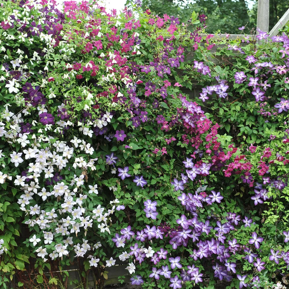 🌸 Clematis Mix ‘Rainbow’ (4 Stuks) Everspring