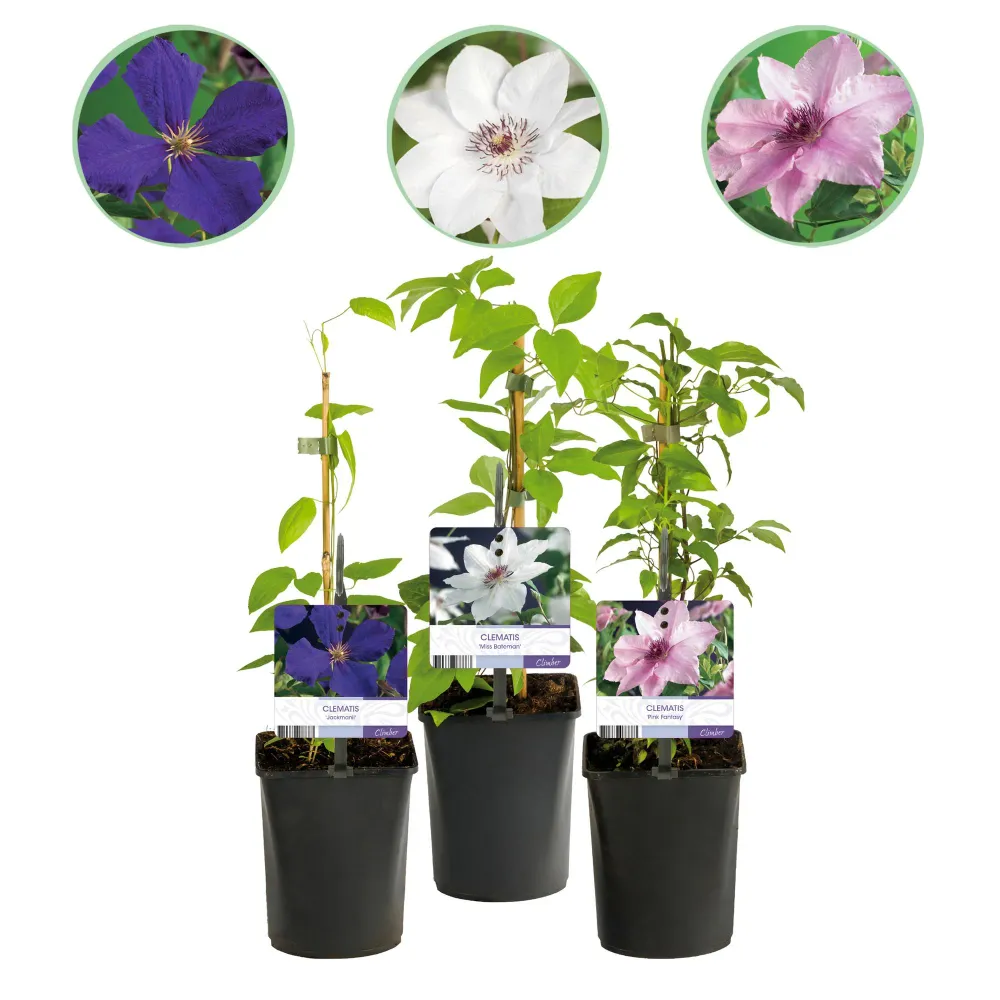 🌸 Clematis Mix ‘Tricolour’ (3 Stuks) Everspring