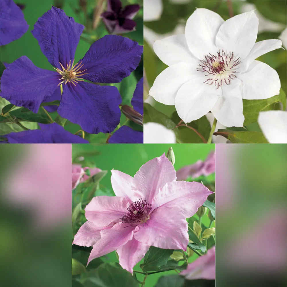 🌸 Clematis Mix ‘Tricolour’ (3 Stuks) Everspring