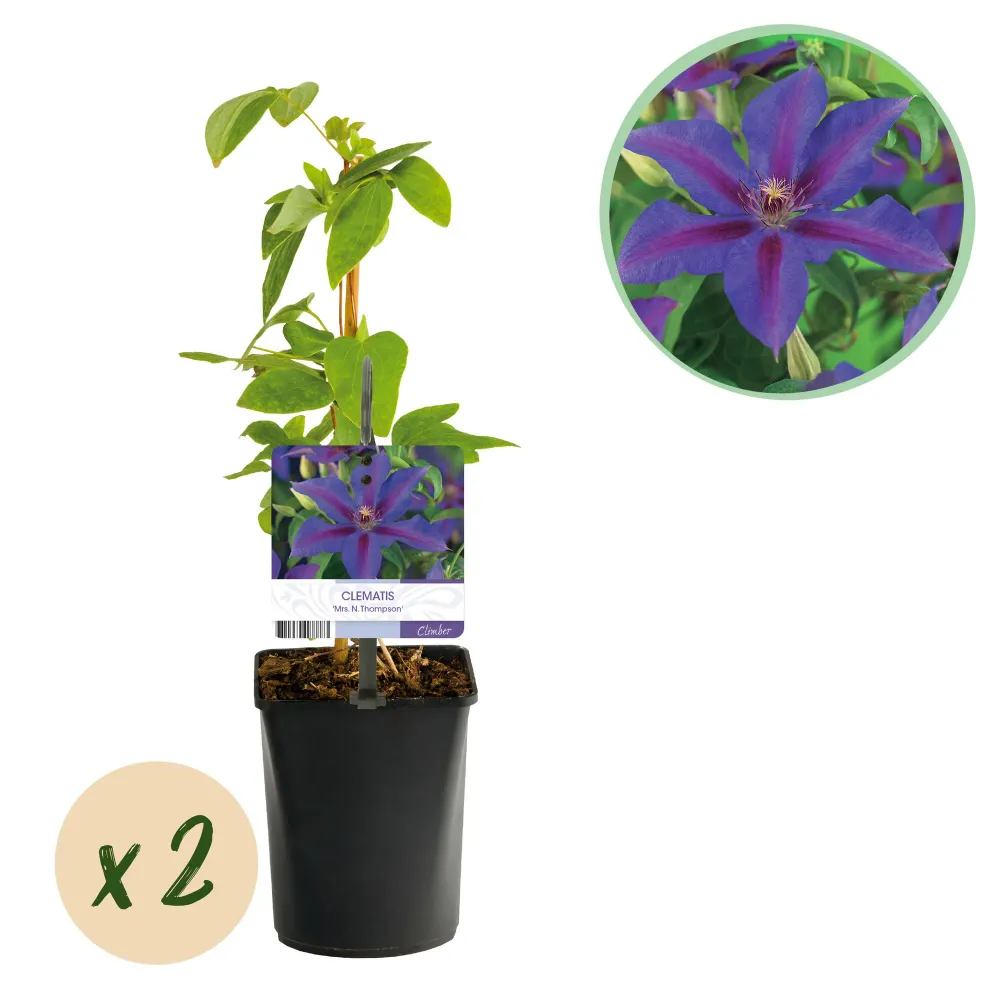 🌸 Clematis ‘Mrs. N. Thompson’ – Klimplant (2 Stuks) Everspring