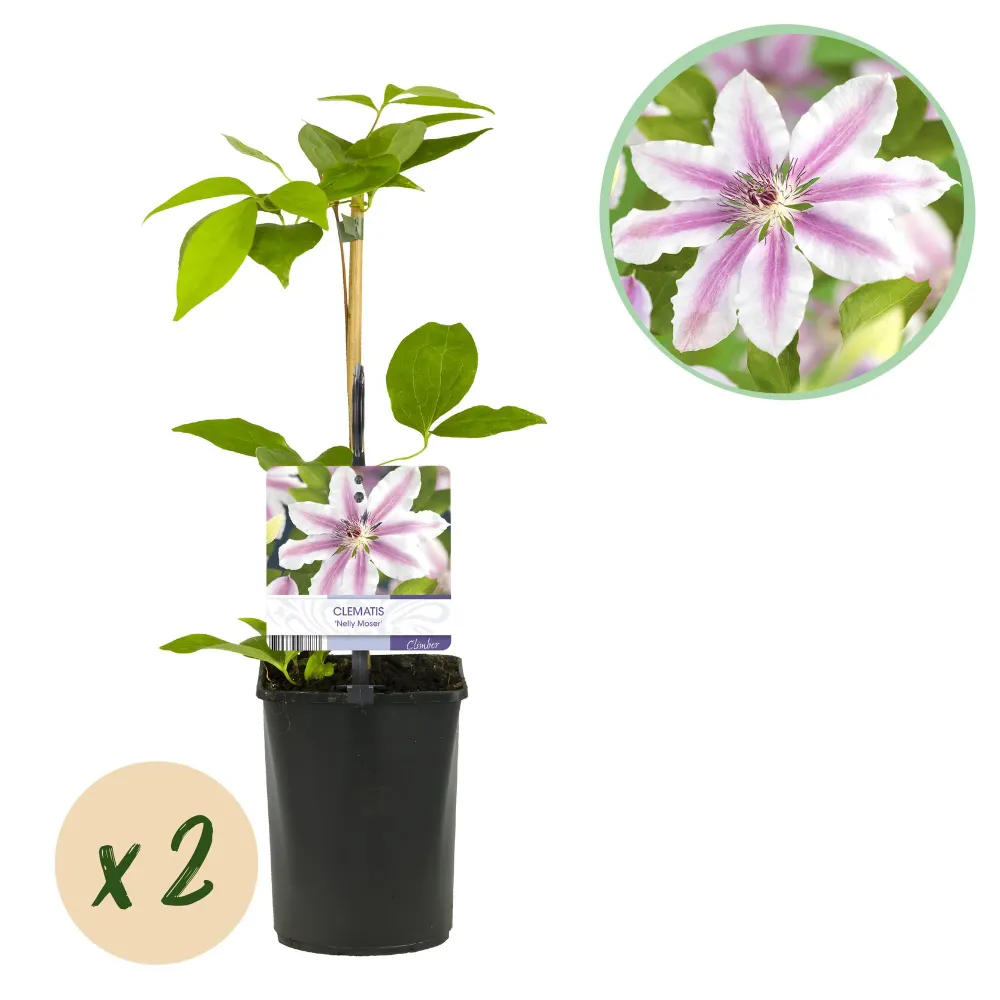 🌸 Clematis ‘Nelly Moser’ – Klimplant (2 Stuks) Everspring