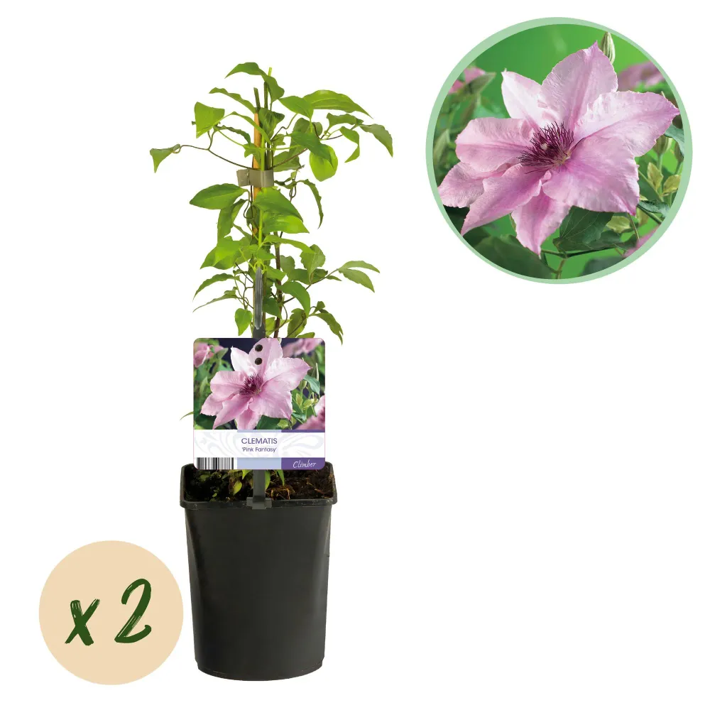 🌸 Clematis ‘Pink Fantasy’ – Klimplant (2 Stuks) Everspring