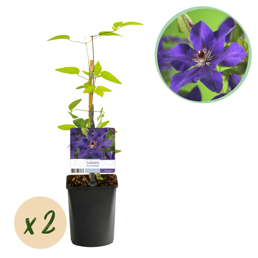 🌸 Clematis ‘ President’ – Klimplant (2 Stuks) Everspring