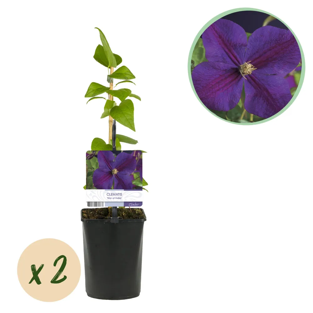 🌸 Clematis ‘Star India’ – Klimplant (2 Stuks) Everspring