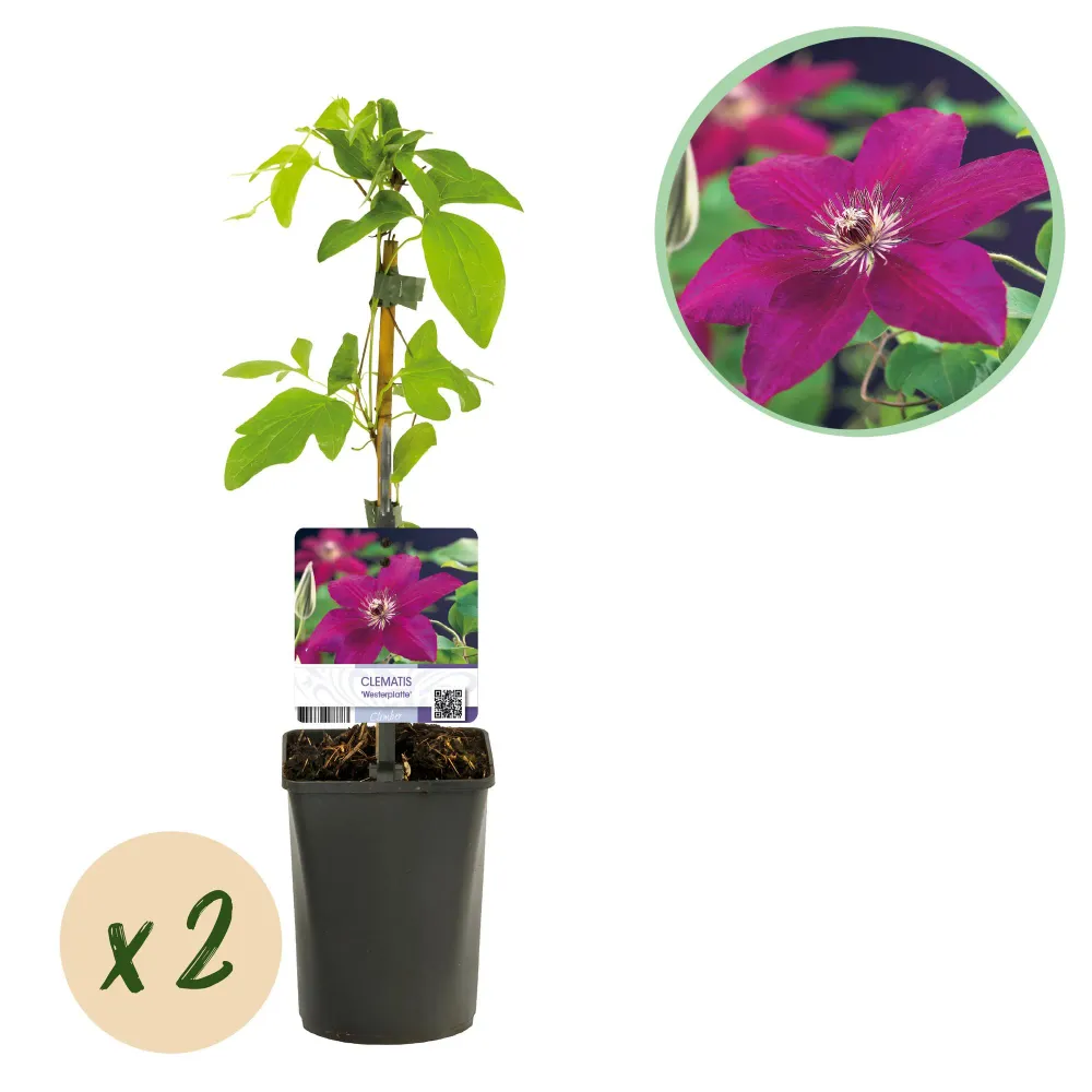 ❤️ Clematis ‘Westerplatte’ – Klimplant (2 Stuks) Everspring