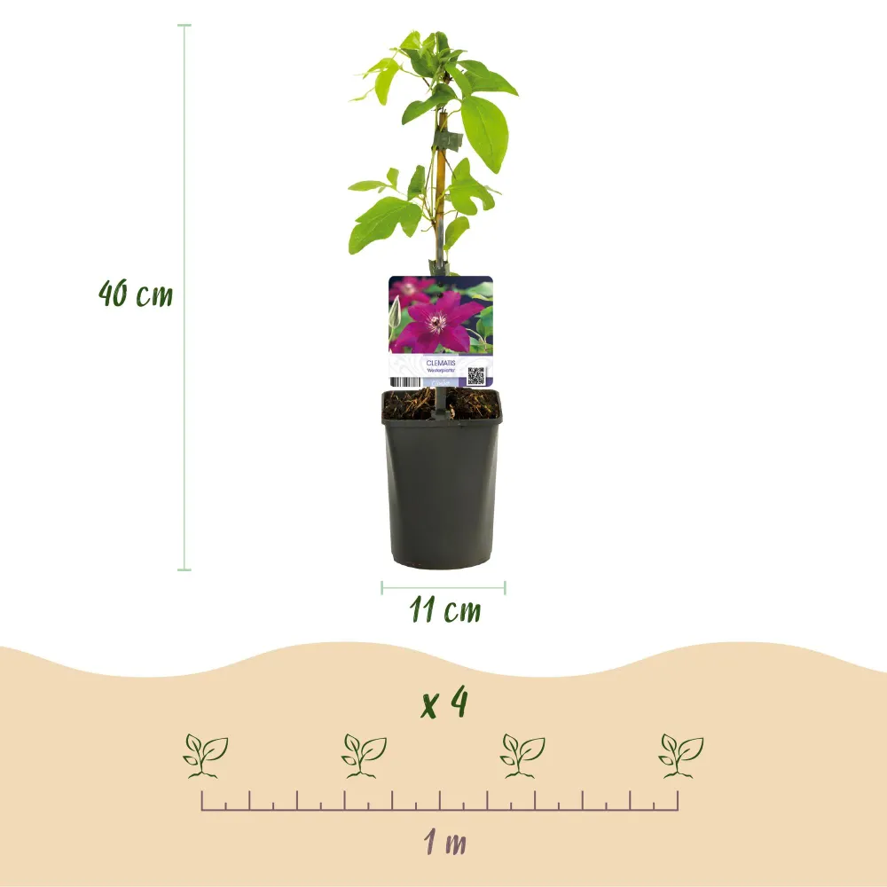 ❤️ Clematis ‘Westerplatte’ – Klimplant (2 Stuks) Everspring
