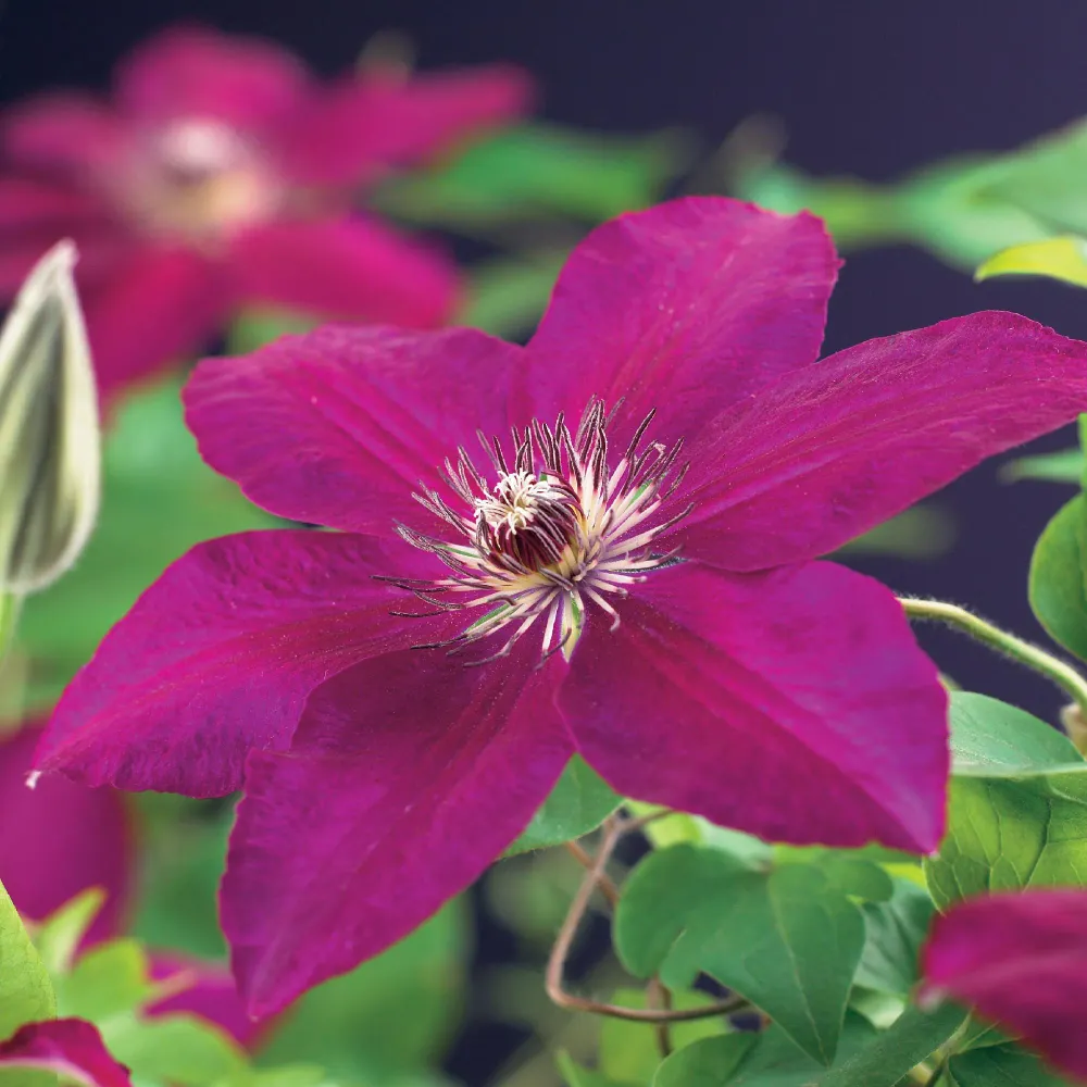 ❤️ Clematis ‘Westerplatte’ – Klimplant (2 Stuks) Everspring