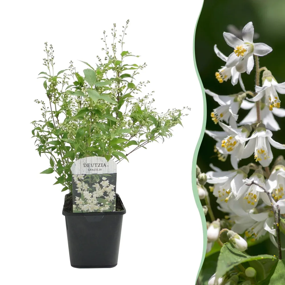 🤍 Deutzia gracilis – Bruidsbloem Everspring