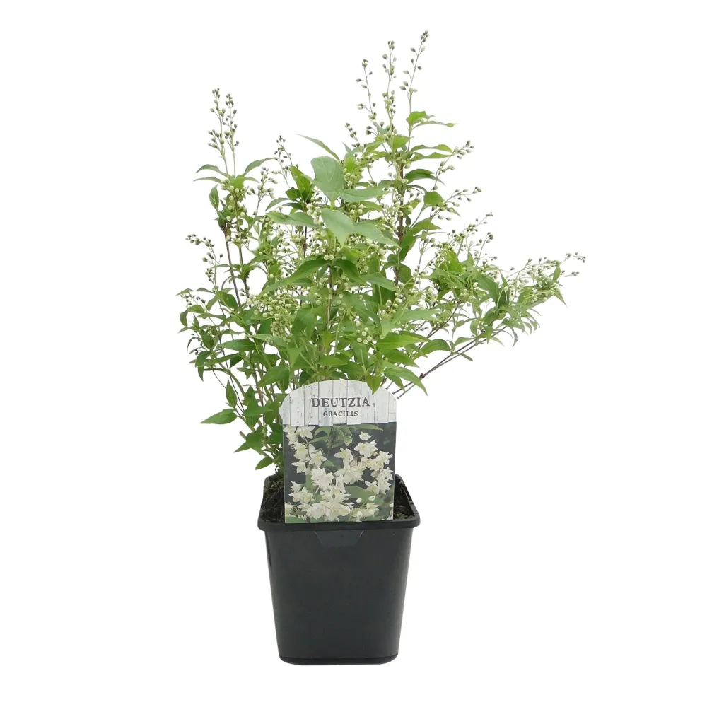 🤍 Deutzia gracilis – Bruidsbloem Everspring