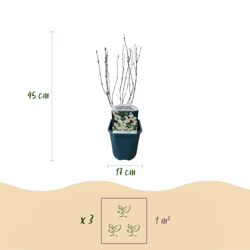 🤍 Deutzia gracilis – Bruidsbloem Everspring