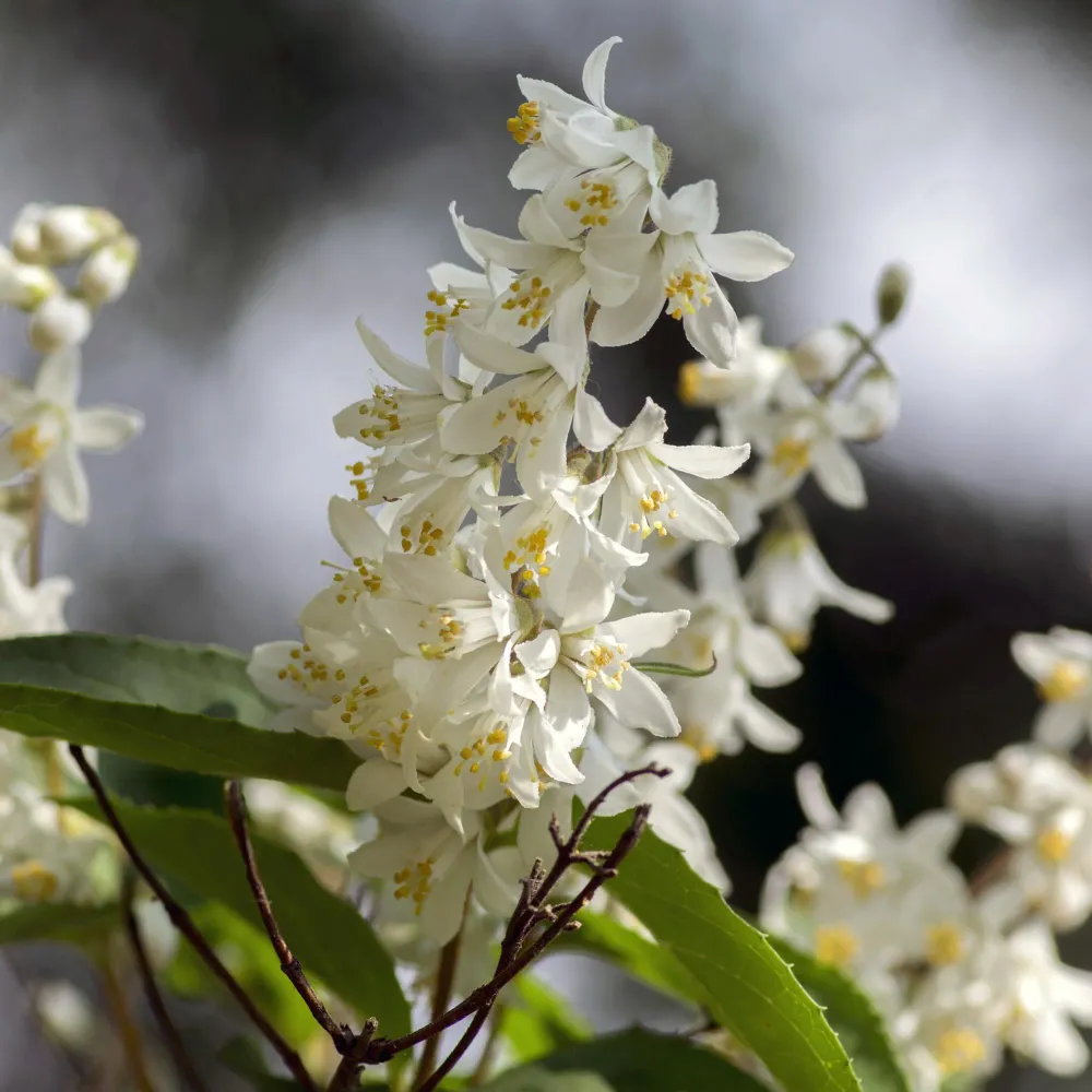 🤍 Deutzia gracilis – Bruidsbloem Everspring