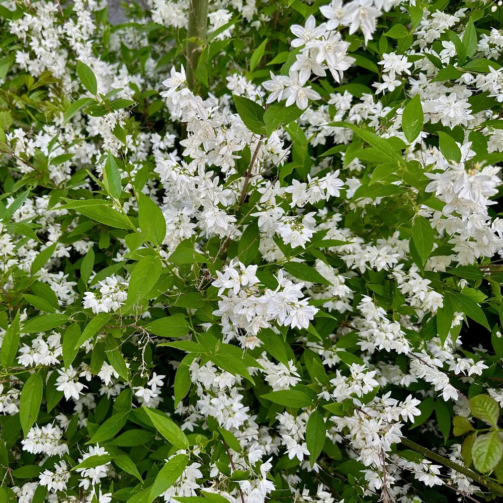 🤍 Deutzia gracilis – Bruidsbloem Everspring