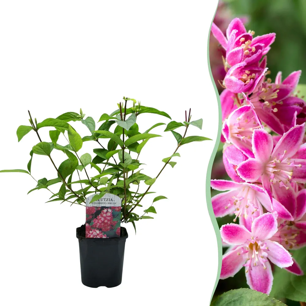 🌸 Deutzia hybrida ‘Strawberry Fields’ – Heester Everspring