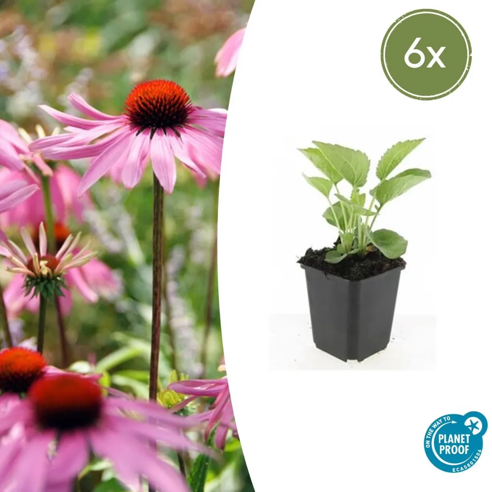 🌸 Echinacea purpurea ‘Magnus’ – Zonnehoed (6 Stuks) Everspring