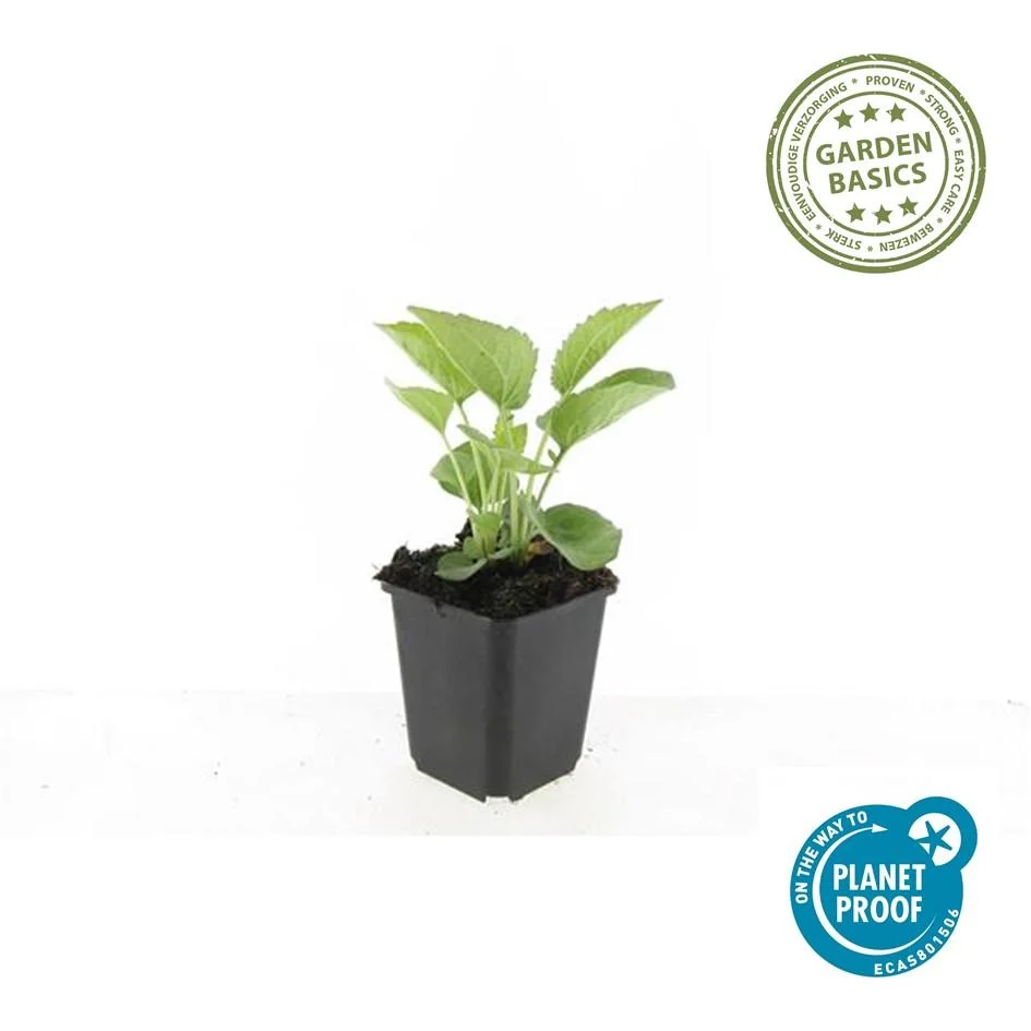 🌸 Echinacea purpurea ‘Magnus’ – Zonnehoed (6 Stuks) Everspring