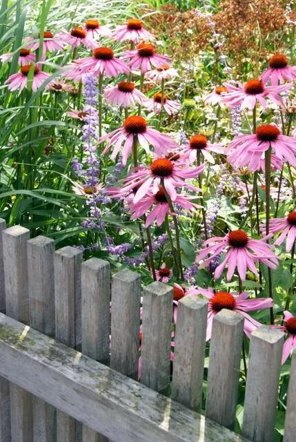 🌸 Echinacea purpurea ‘Magnus’ – Zonnehoed (6 Stuks) Everspring