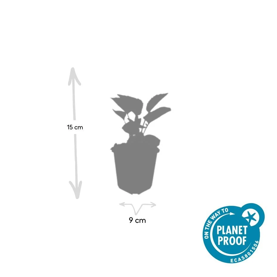 🌸 Echinacea purpurea ‘Magnus’ – Zonnehoed (6 Stuks) Everspring