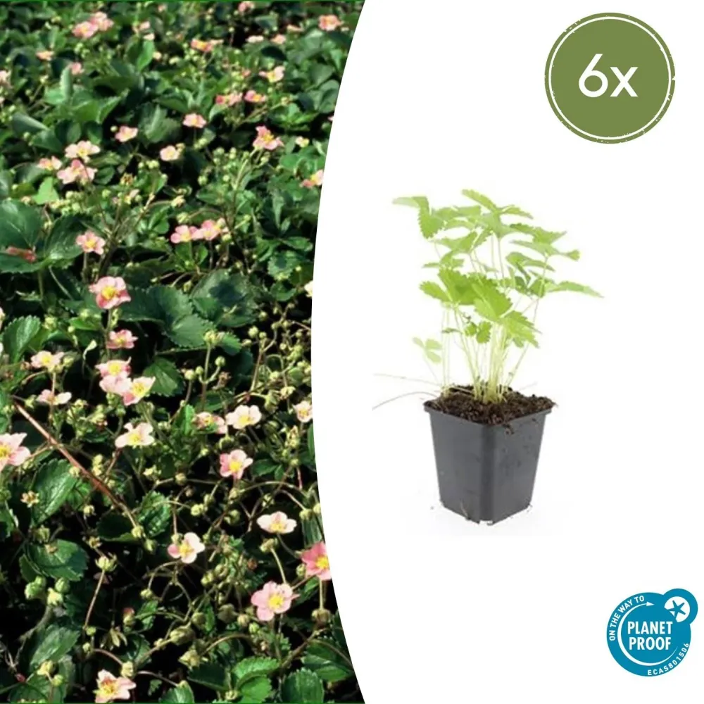 🍓 Fragaria vesca – Eetbare Aardbei – 6 Planten – Ø9 cm – ↕10–25 cm Everspring