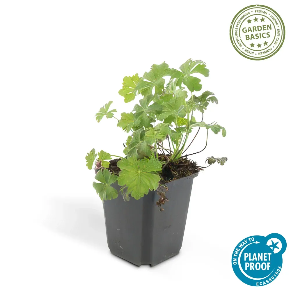 🌸 Geranium ‘Biokovo’ – Winterharde Bloeiende Bodembedekker (6 stuks) Everspring