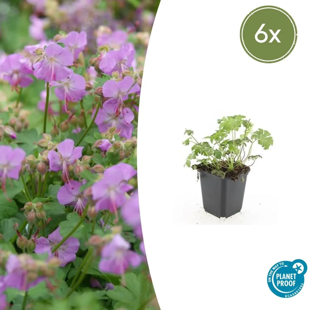 🌸 Geranium ‘Cambridge’ – Winterharde Bloeiende Bodembedekker (6 stuks) Everspring