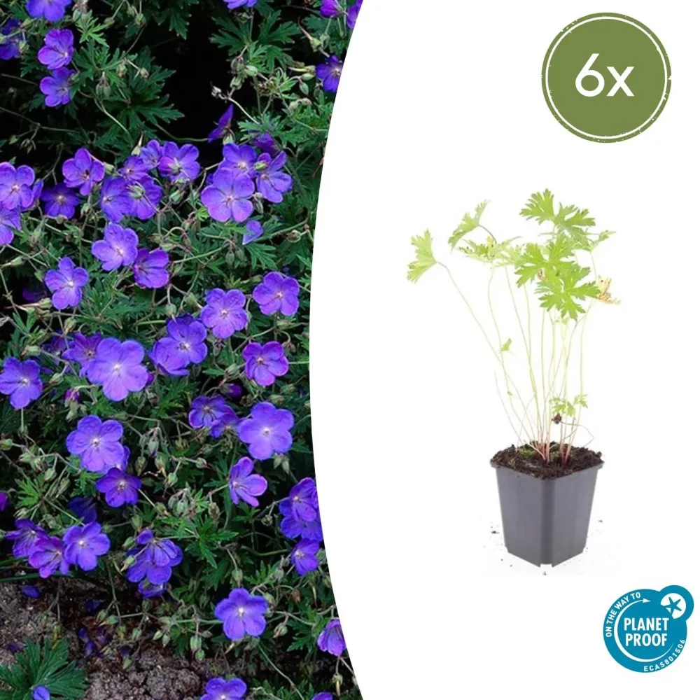 🌸 Geranium ‘Johnson’s Blue’ – Winterharde Bloeiende Bodembedekker (6 stuks) Everspring