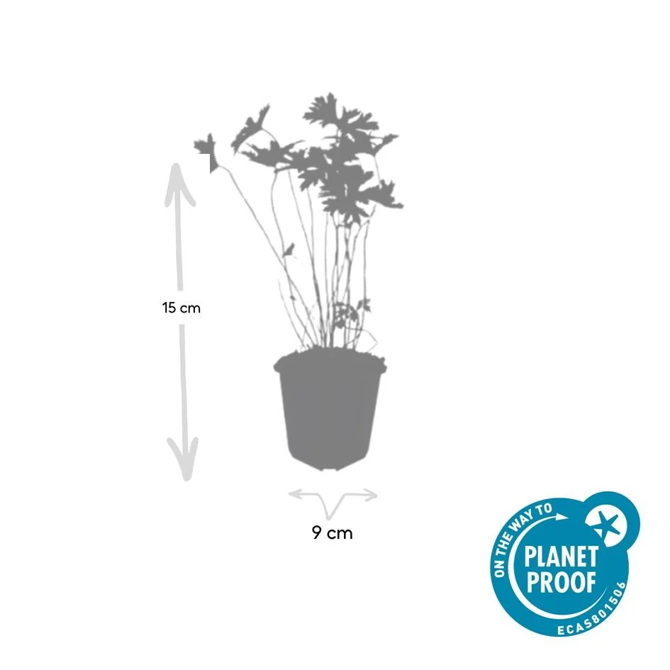 🌸 Geranium ‘Johnson’s Blue’ – Winterharde Bloeiende Bodembedekker (6 stuks) Everspring
