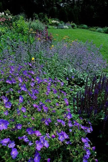 🌸 Geranium ‘Johnson’s Blue’ – Winterharde Bloeiende Bodembedekker (6 stuks) Everspring
