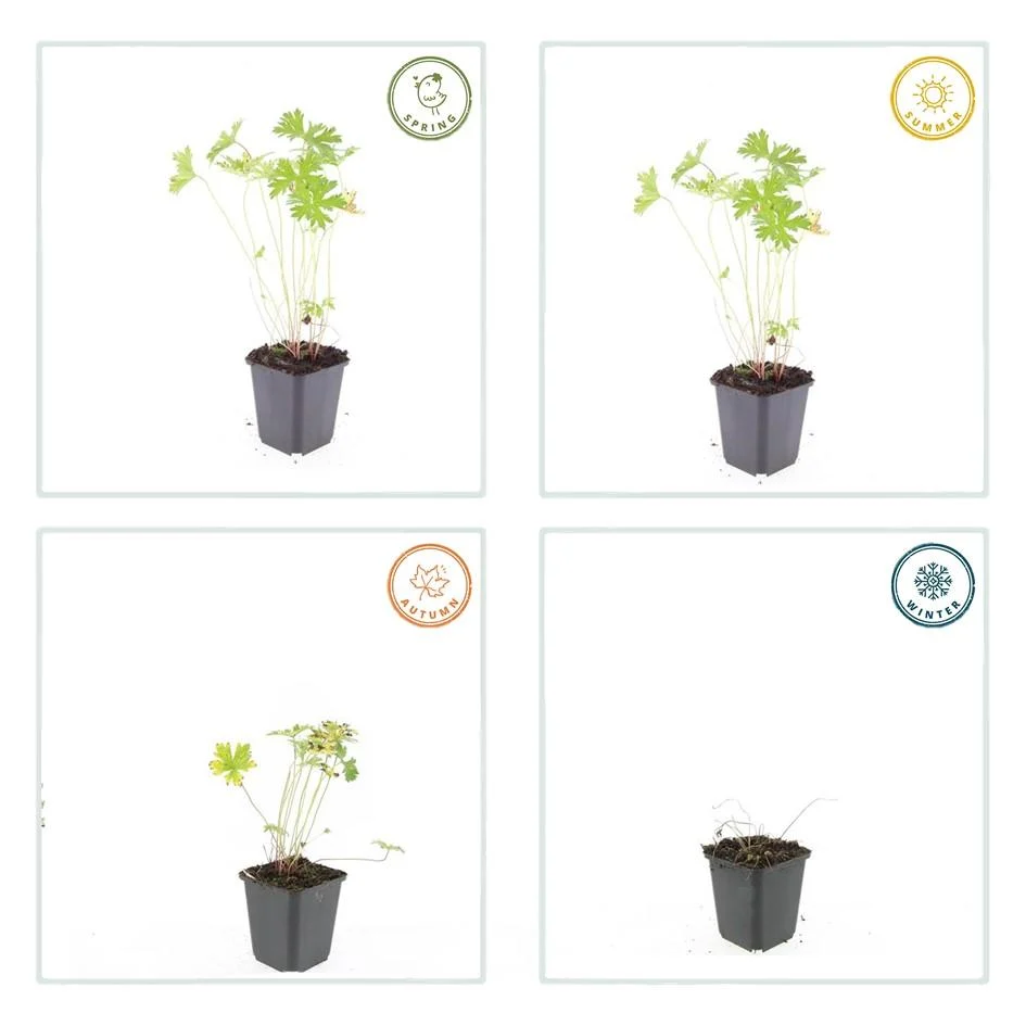 🌸 Geranium ‘Johnson’s Blue’ – Winterharde Bloeiende Bodembedekker (6 stuks) Everspring