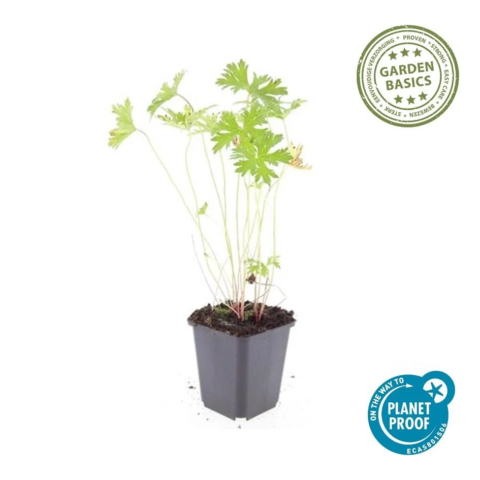 🌸 Geranium ‘Johnson’s Blue’ – Winterharde Bloeiende Bodembedekker (6 stuks) Everspring