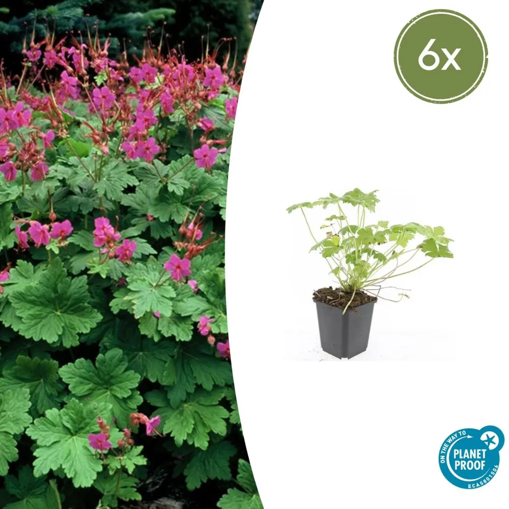 🌸 Geranium macrorrhizum ‘Czakor’ – Winterharde Geurende Bodembedekker (6 stuks) Everspring