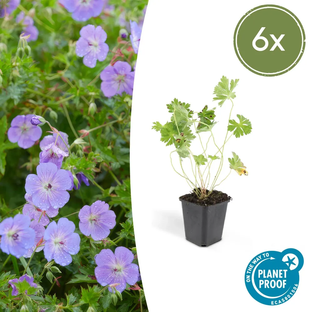 💜 Geranium ‘Rozanne’ – Winterharde Langbloeiende Vaste Plant (6 stuks) Everspring