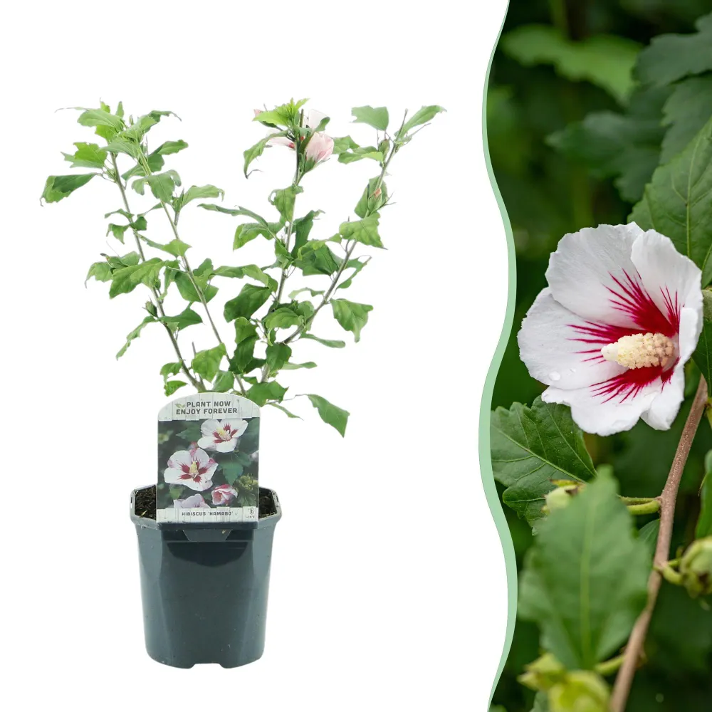 🌸 Hibiscus syriacus ‘Hamabo’ – Hibiscus Everspring