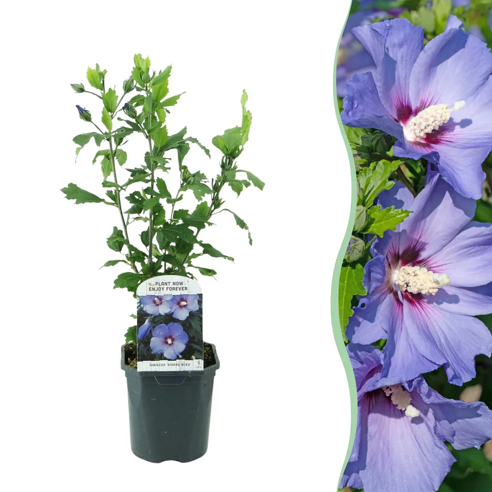 💙 Hibiscus syriacus ‘Oiseau Blue’ – Hibiscus Everspring