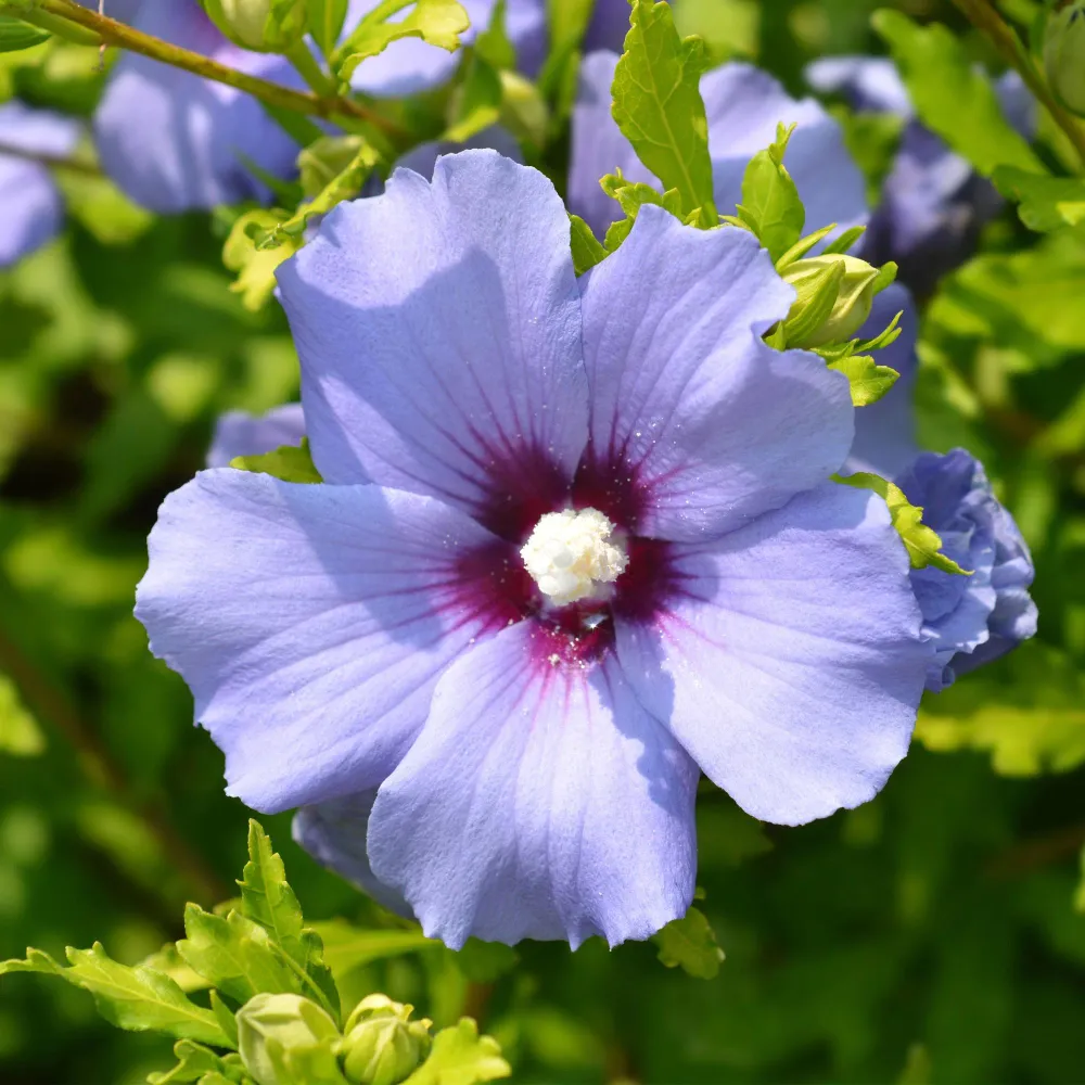 💙 Hibiscus syriacus ‘Oiseau Blue’ – Hibiscus Everspring