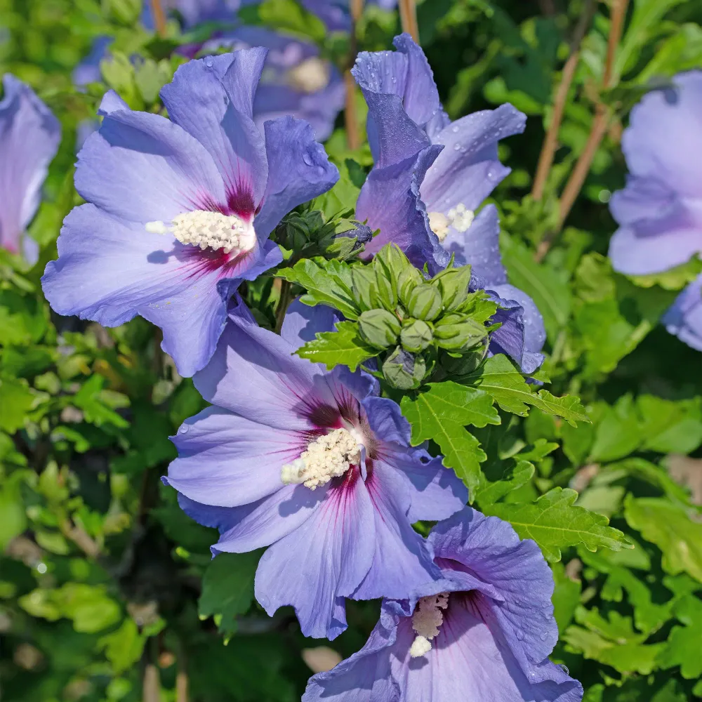 💙 Hibiscus syriacus ‘Oiseau Blue’ – Hibiscus Everspring
