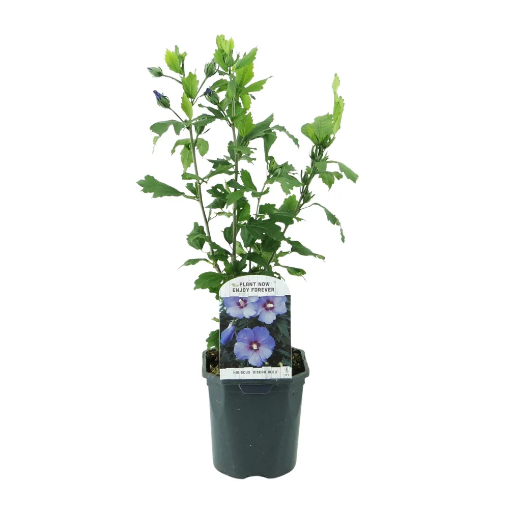 💙 Hibiscus syriacus ‘Oiseau Blue’ – Hibiscus Everspring
