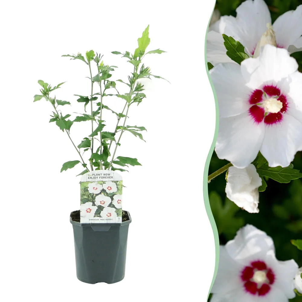 🤍 Hibiscus syriacus ‘Red Heart’ – Hibiscus Everspring