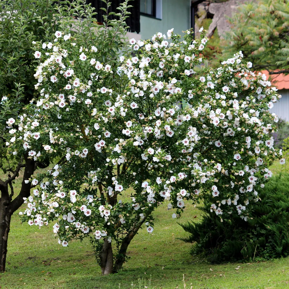 🤍 Hibiscus syriacus ‘Red Heart’ – Hibiscus Everspring