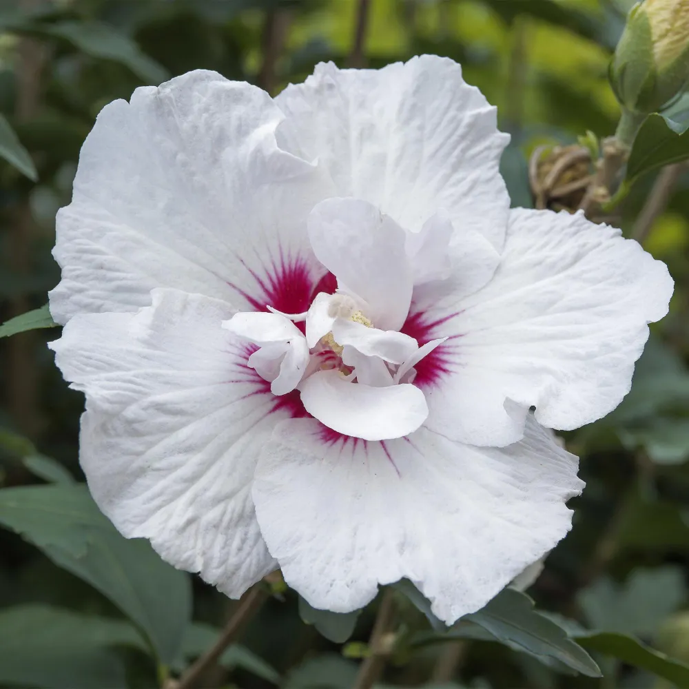 🌸 Hibiscus syriacus ‘Starburst Chiffon®’ – Hibiscus op Stam Everspring