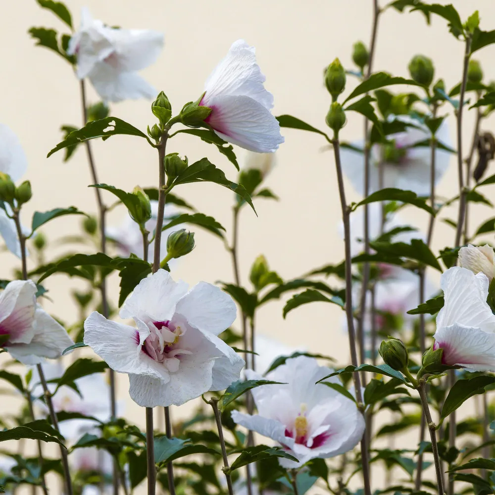 🌸 Hibiscus syriacus ‘Starburst Chiffon®’ – Hibiscus op Stam Everspring
