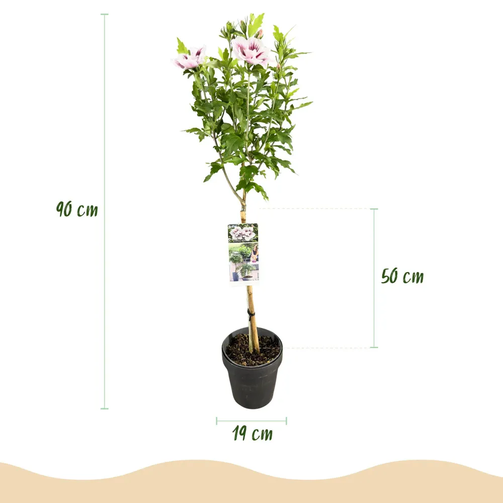 🌸 Hibiscus syriacus ‘Starburst Chiffon®’ – Hibiscus op Stam Everspring