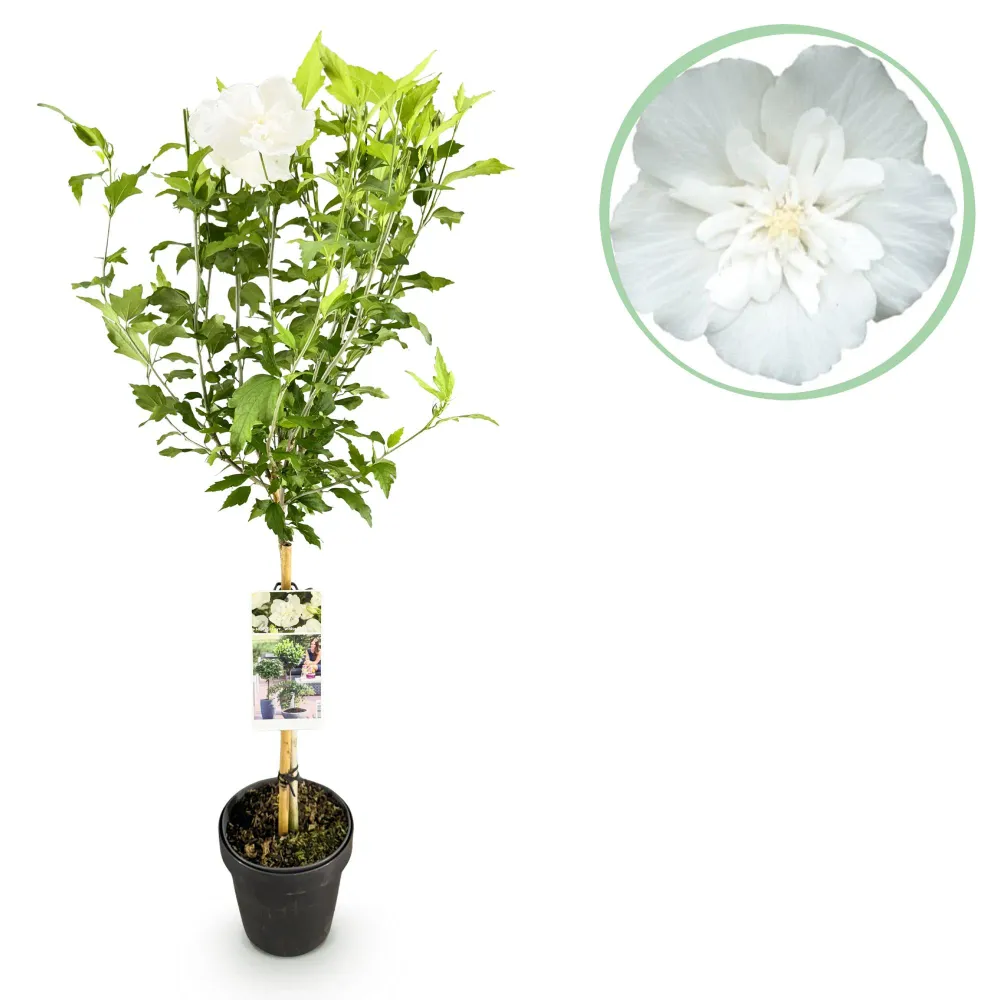 🌸 Hibiscus syriacus ‘White Chiffon®’ – Hibiscus op Stam Everspring