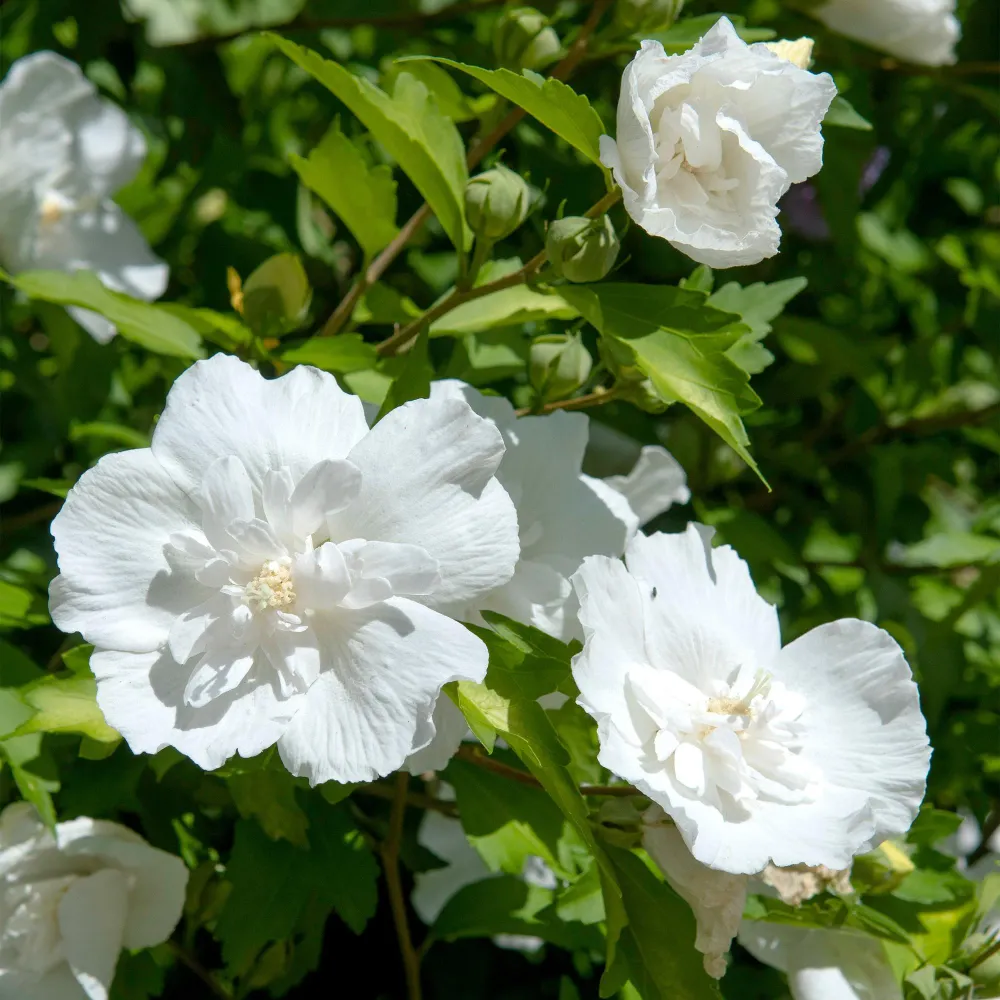 🌸 Hibiscus syriacus ‘White Chiffon®’ – Hibiscus op Stam Everspring