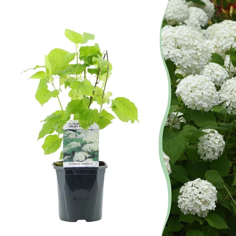 🤍 Hydrangea arborescens ‘Annabelle’ – Pluimhortensia Everspring