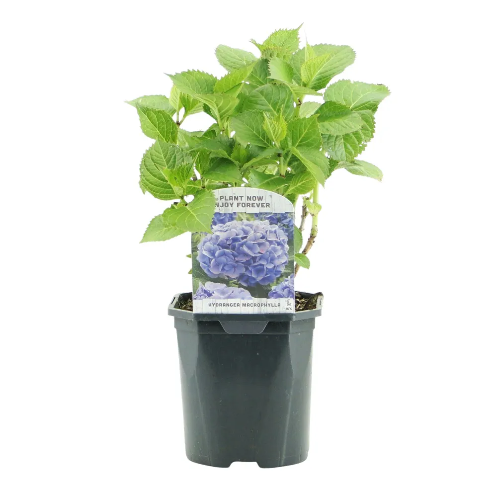 💙 Hydrangea macrophylla – Blauwe Hortensia Everspring
