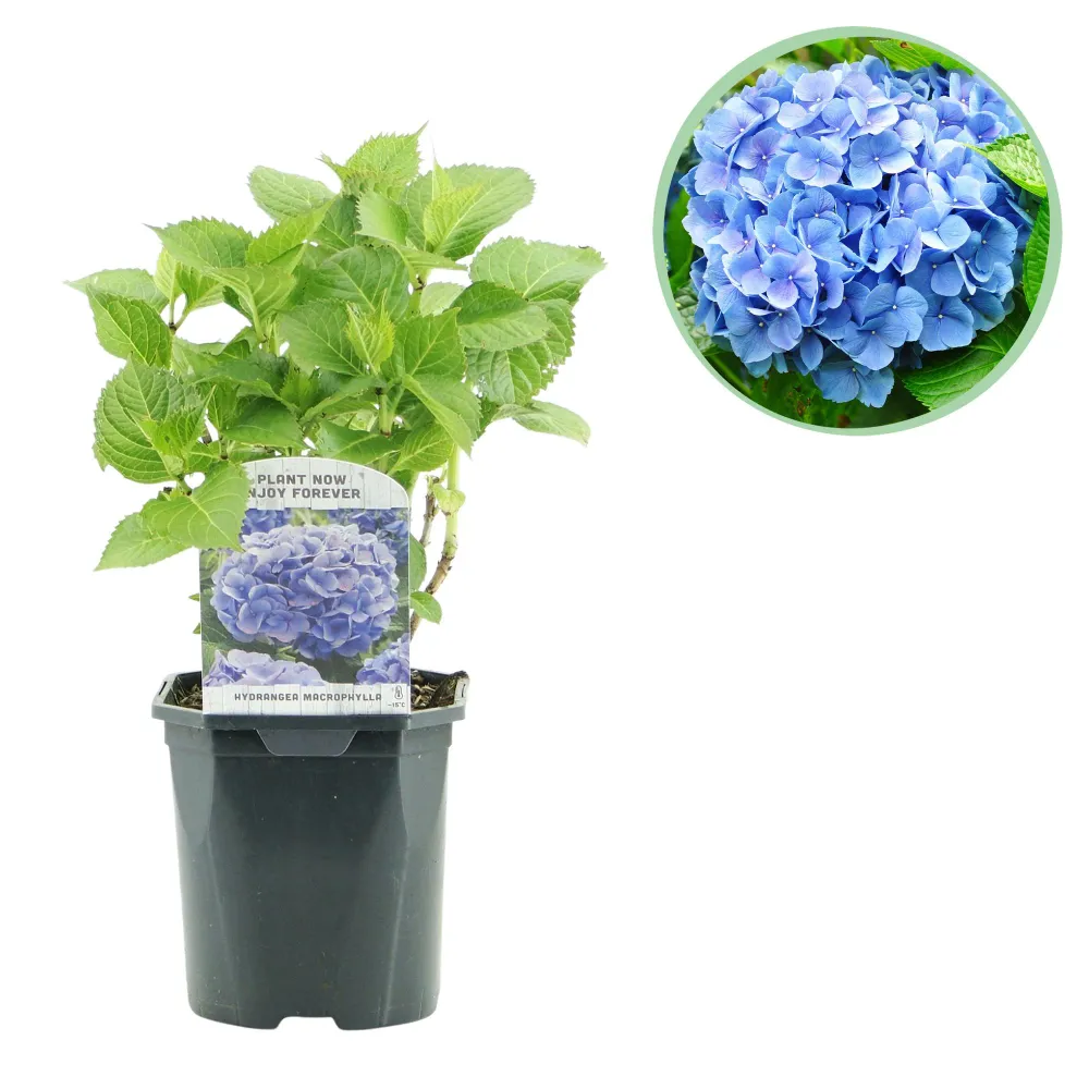 💙 Hydrangea macrophylla – Blauwe Hortensia Everspring