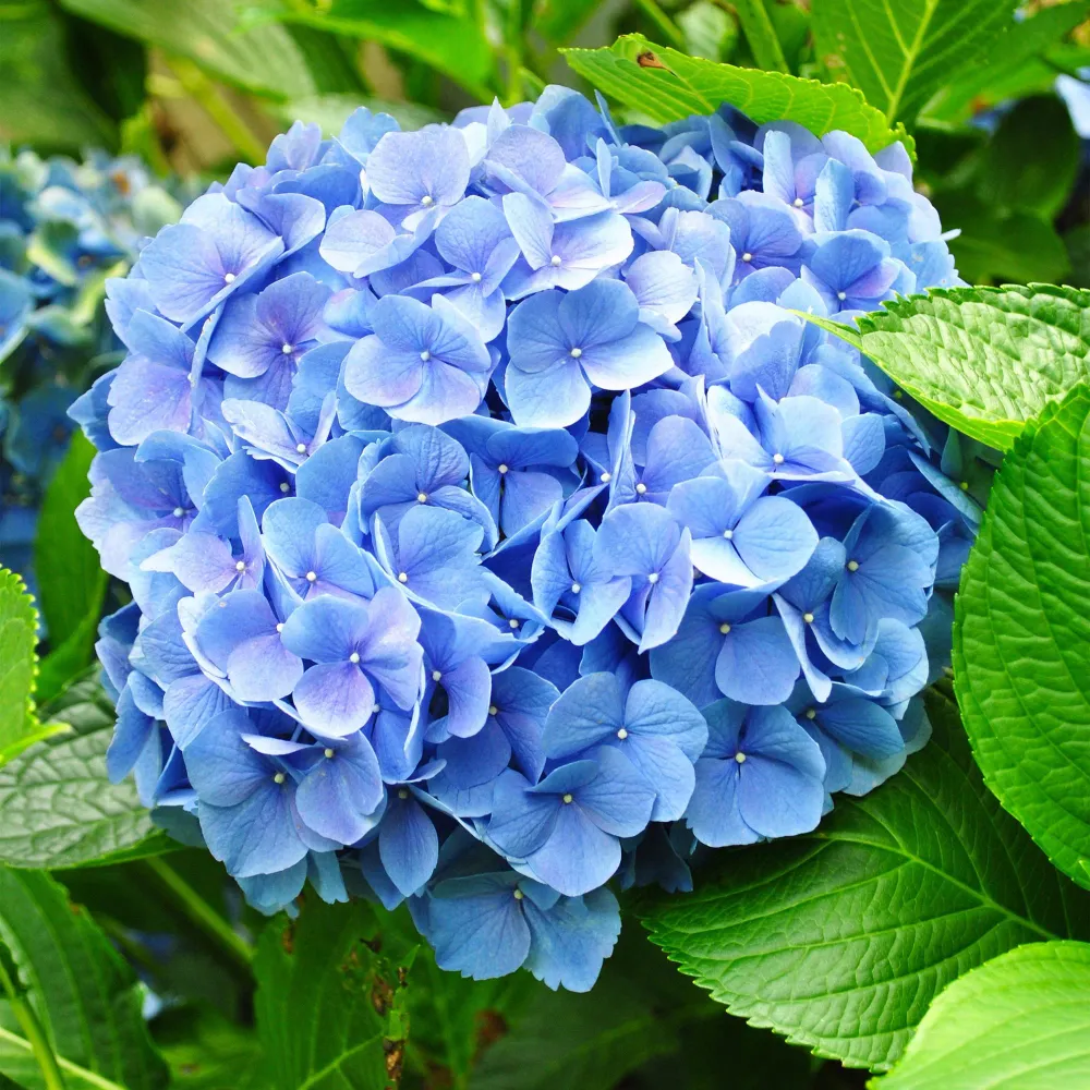 💙 Hydrangea macrophylla – Blauwe Hortensia Everspring